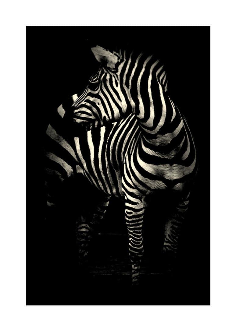Plakat af zebra med hvide striber