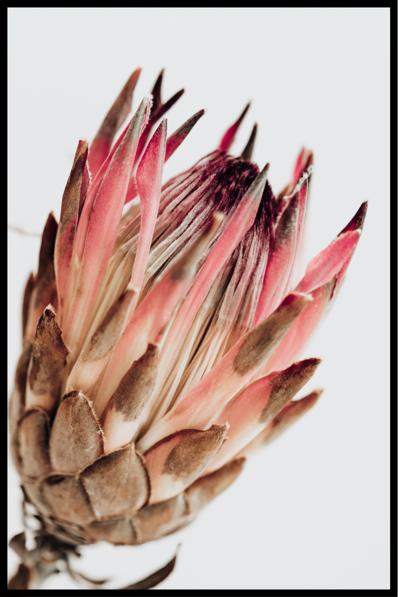 Eksotisk blomsterplakat 2 – 30x40 cm