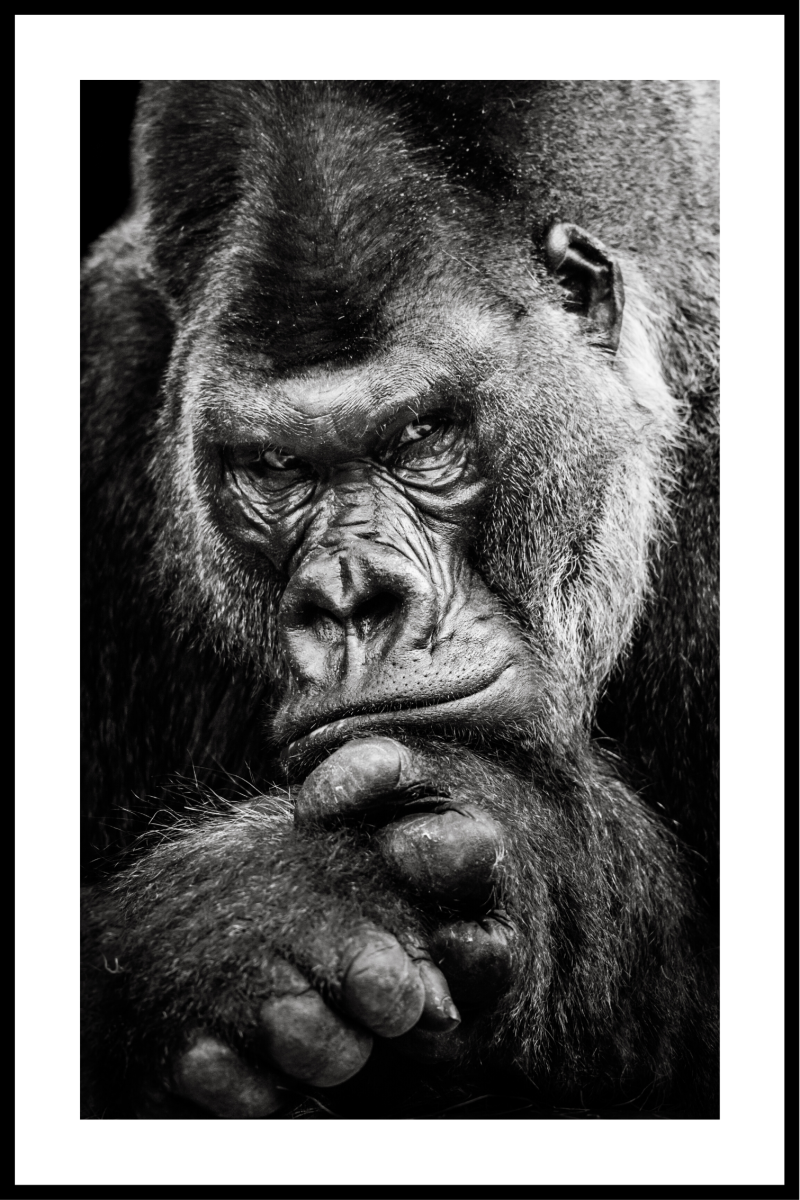 Gorilla plakat - 21x30 cm kunsttryk