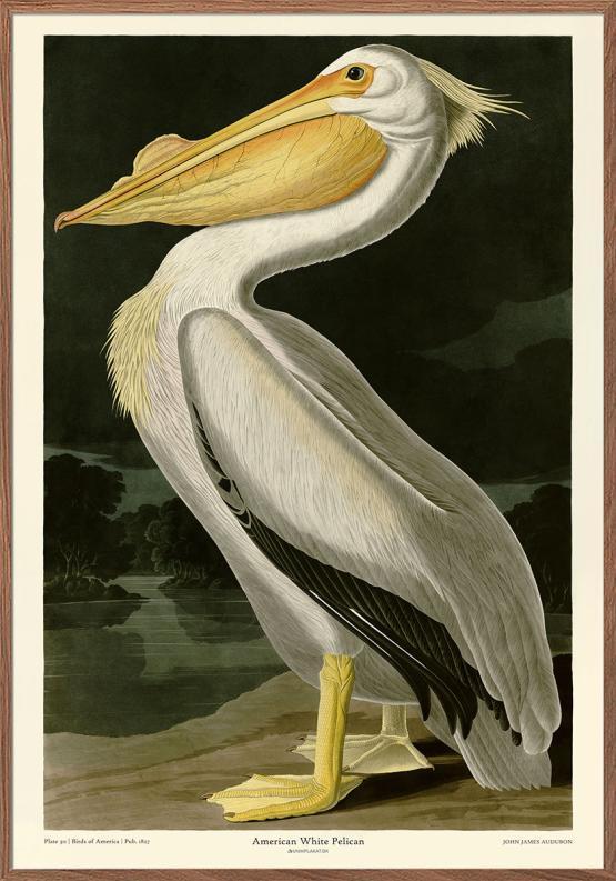 Amerikansk Hvid Pelikan - Audubon Plakat til Kunstelskere