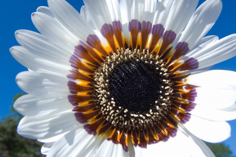 Blomstrende Hvid af Kirsten Stigsgaard