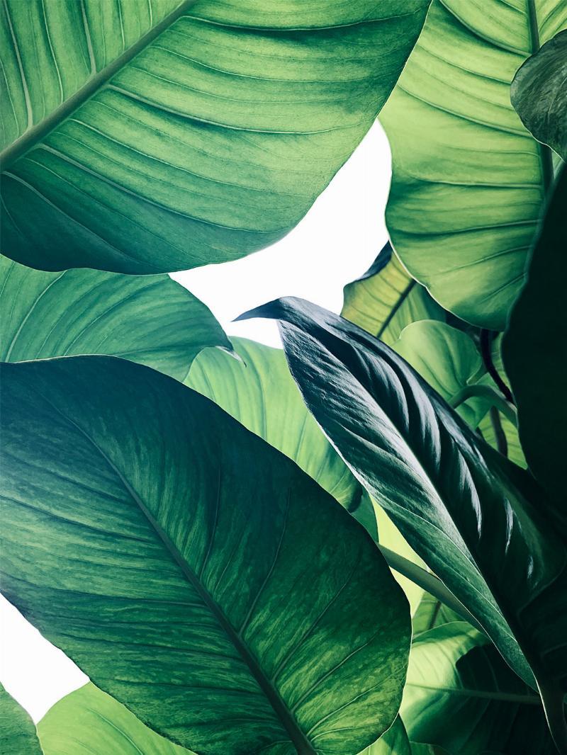 Calathea nr. 1 fra Illux