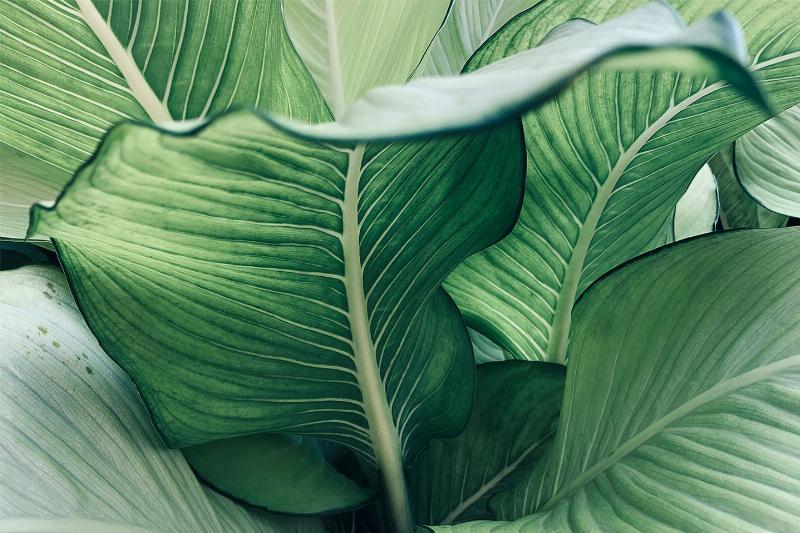 Calathea nr. 2 fra Illux