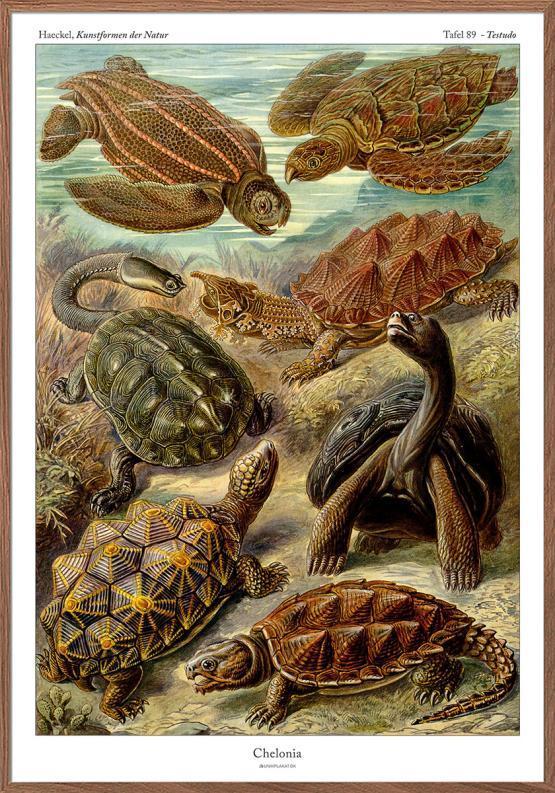 Ernst Haeckel plakat – Skildpadder (Chelonia)