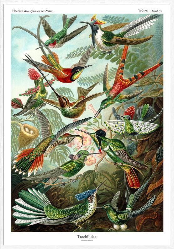 Ernst Haeckel Kolibri Plakat – Fantastisk Kunstværk Tilbud!