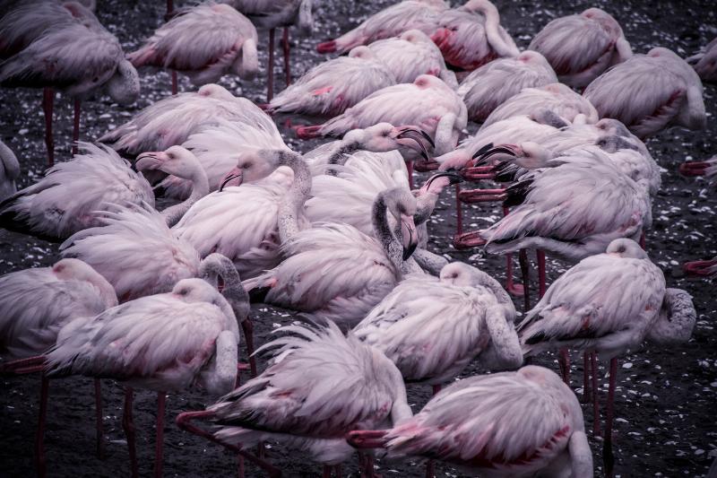 Flamingo Kluster af Mikkel Beiter