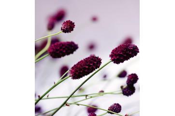 Blomsterfototapet - Violet Design