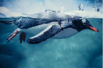 Fototapet - Gentoo-pingvin i havet
