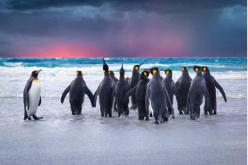 Fototapet - Kongelige Pingviner i Falklandsøerne