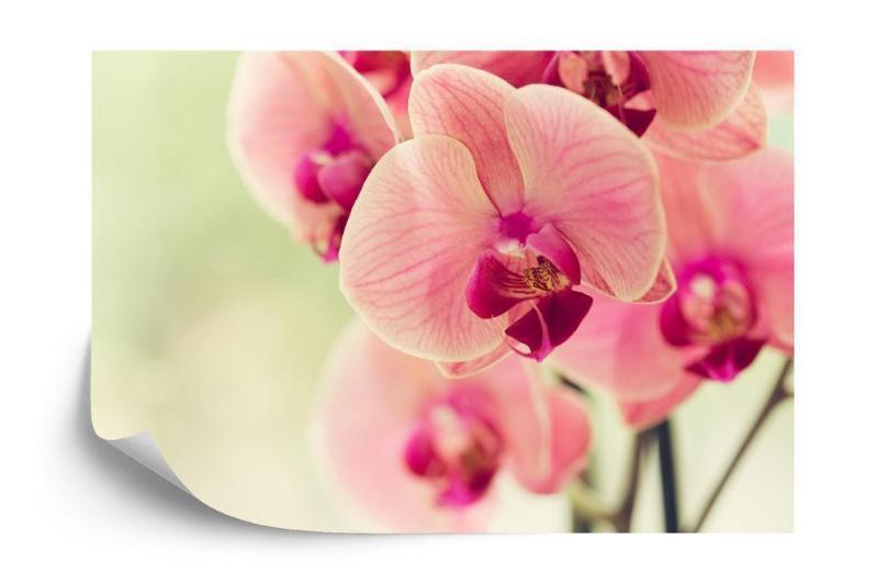 Fototapet - Elegant orkidé design