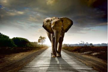 Fototapet - Gående Elefant