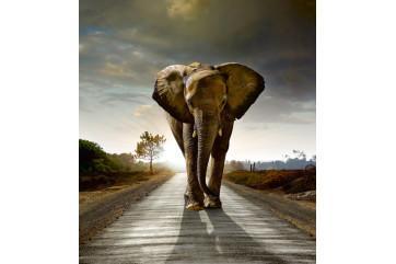 Fototapet - Gående Elefant