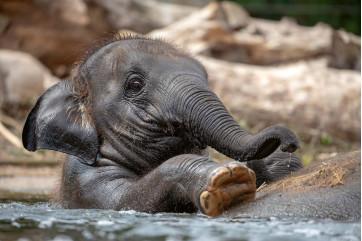 Fototapet - Unge Indiske Elefant