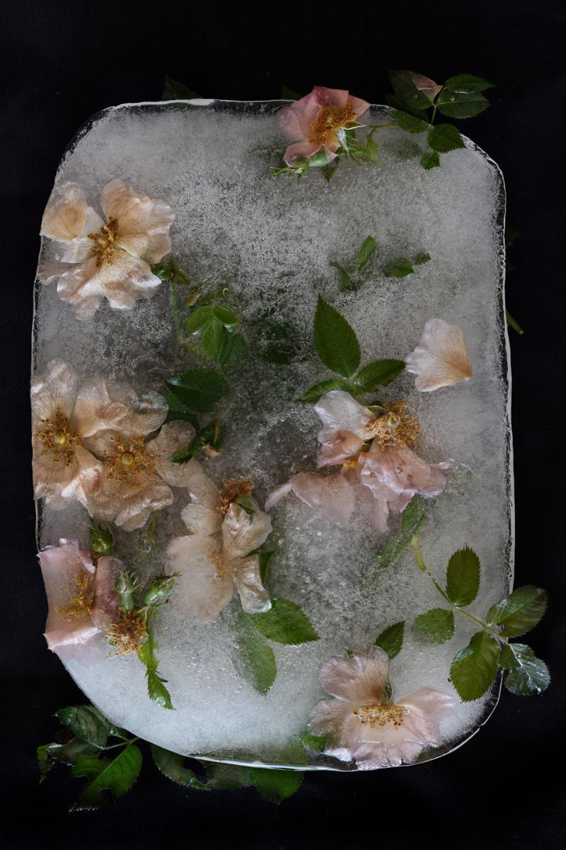 Frost 1 af Diana Lovring