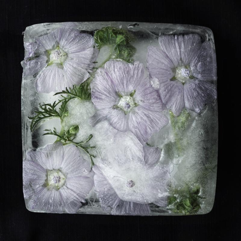 Frost 2 af Diana Lovring