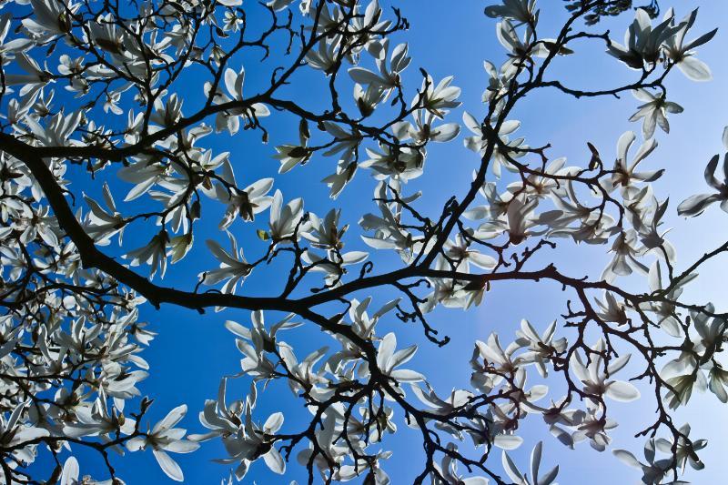 Magnolia af Kirsten Stigsgaard - Kunstværk