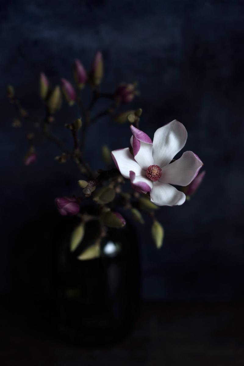 Magnolia af Diana Lovring - Kunsttryk