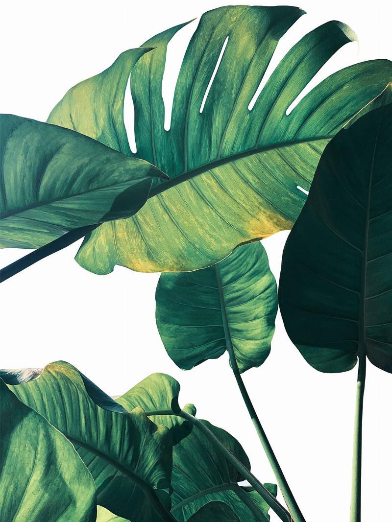 Illux Monstera Plante
