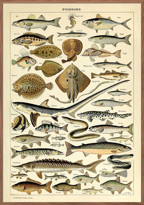 Adolphe Millot Fisk Plakat – Unik Kunst til Dit Hjem