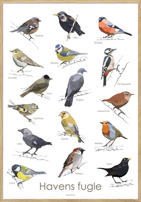 Plakat med havens fugle – unik vægkunst til dit hjem!