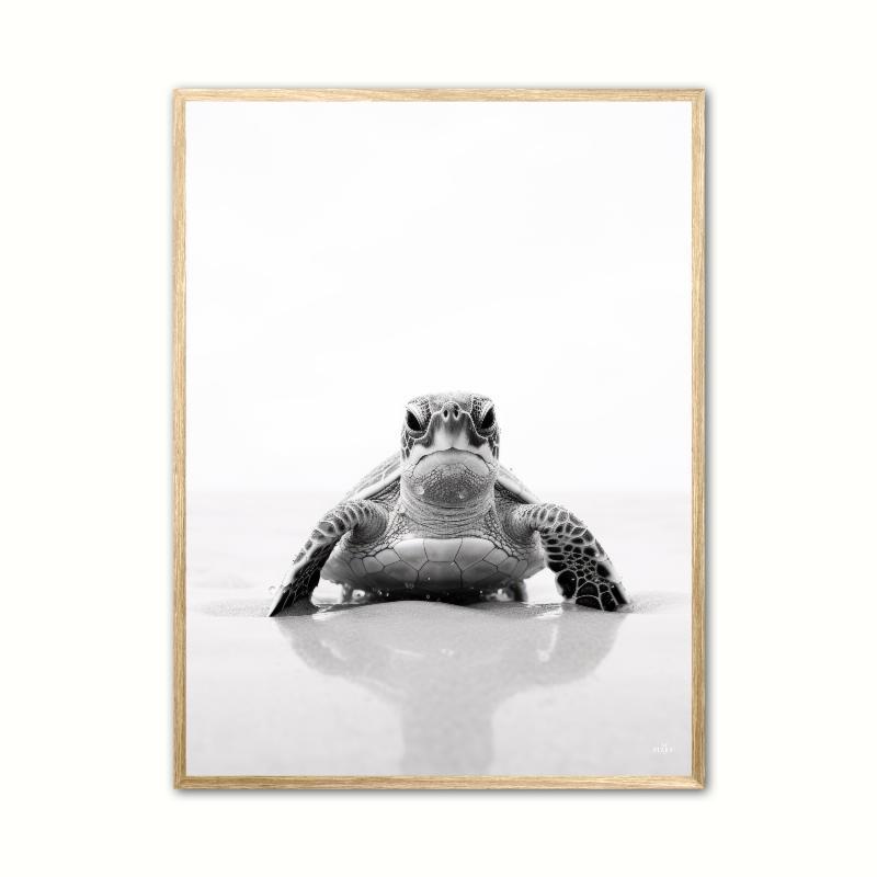 Skildpaddeplakat 21 x 29,7 cm (A4)