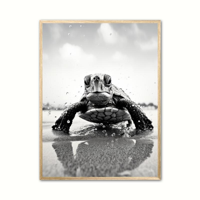 Skildpadde Plakat 21 x 29,7 cm (A4)