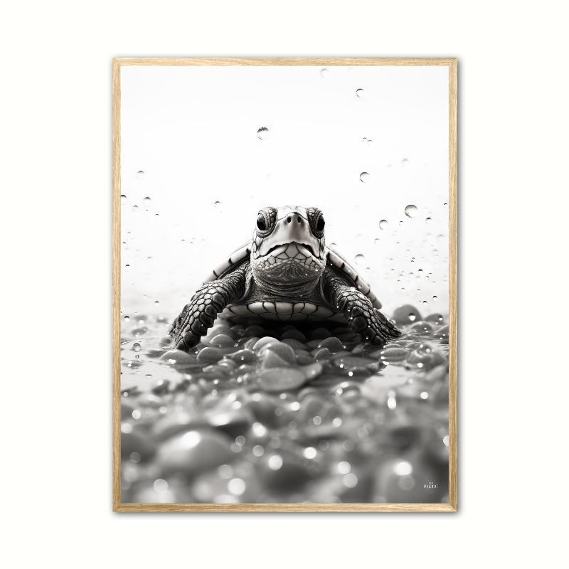 Skildpaddeplakat 21 x 29,7 cm (A4)
