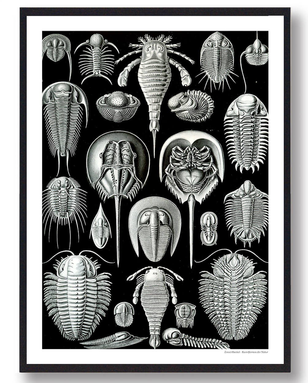 Hestesko Krabbe Plakat – Naturplakat til Dit Hjem